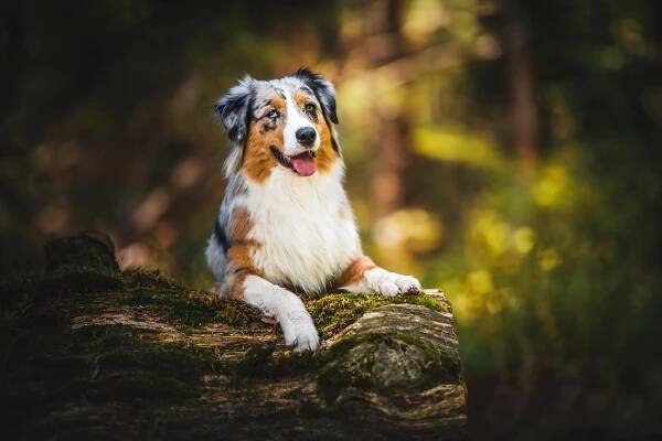 Vrh – Andorra Life Bond - Aussie kennel Life Bond