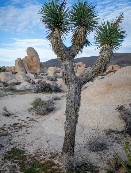Joshua Tree Archives | the Wandering Hedonist