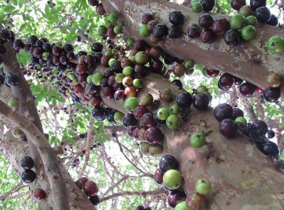 Jaboticaba: Exotický ovocný poklad plný antioxidantů 2