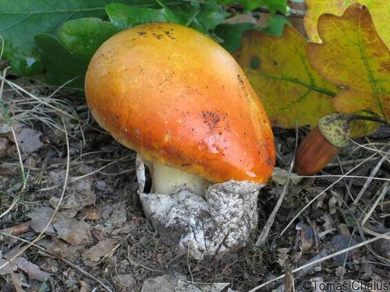 Amanita caesarea - muchomůrka císařka