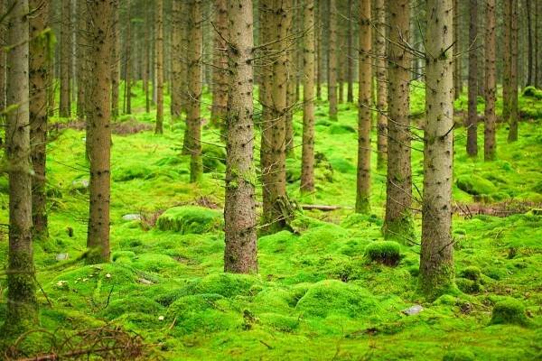bezplatná Svěží Zelený Les S Hustou Mechovou Podlahou Základová fotografie
