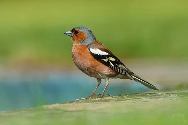 Pěnkava obecná (Fringilla coelebs)