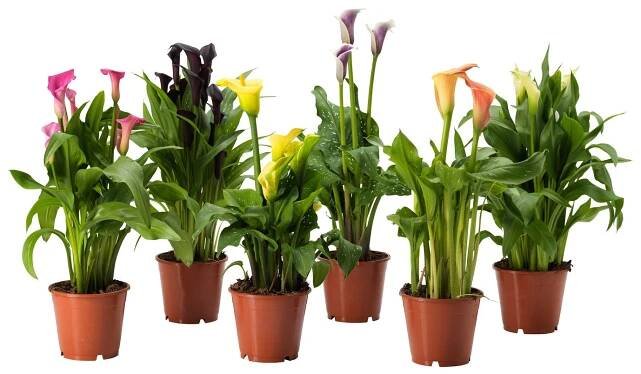 ZANTEDESCHIA Rostlina - Kala různé druhy 14 cm
