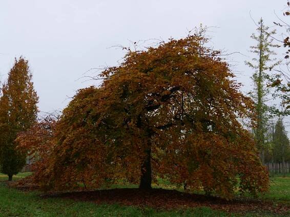 Fagus sylvatica 'Horizontalis'