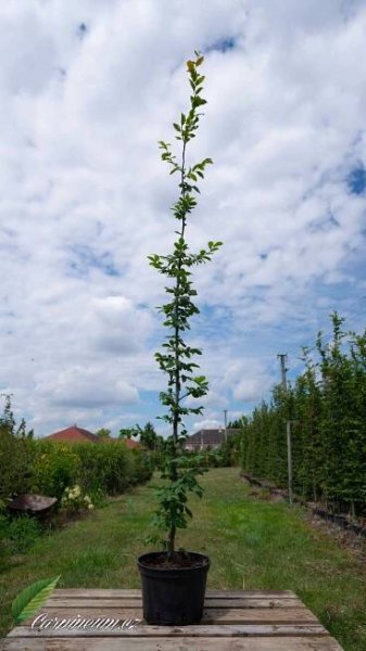 Habr obecný - Carpinus betulus 150 - 175 cm/7,5L  