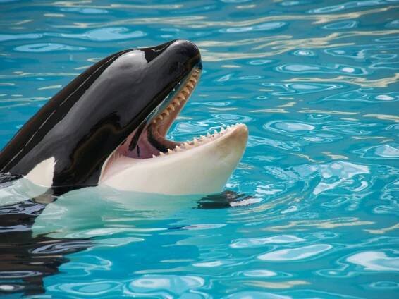 Who Is Jessica Radcliffe? Orca Trainer In Viral Death Video - Is She Real?