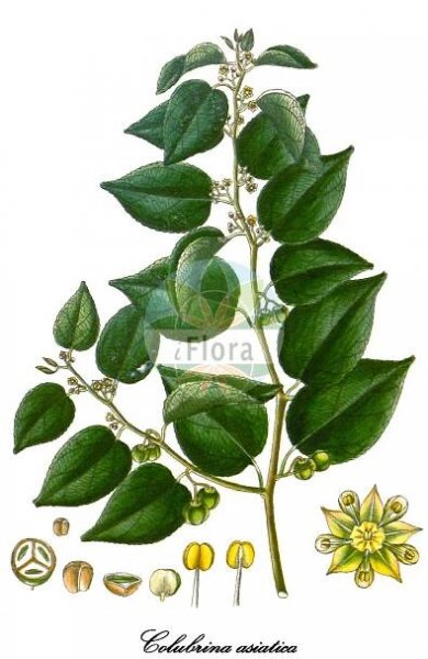 Colubrina asiatica - Rhamnaceae,Plantae,Pteridobiotina,Angiosperms,Rosales,Rhamnaceae,Colubrina,Colubrina asiatica,Ceanothus asiaticus, Ceanothus capsularis, Colubrina capsularis, Pomaderris capsularis, Rhamnus acuminata, Rhamnus asiatica, Rhamnus splendens, Sageretia splendens, Tralliana scandens, Trymalium capsulare, Tubanthera katapa,asian nakedwood;latherleaf