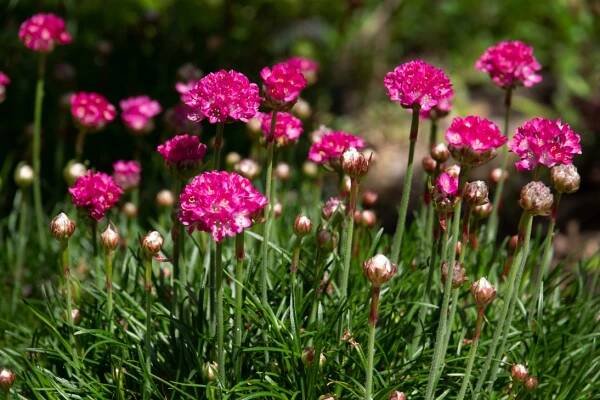 Trávnička přímořská 'Rosea' Růžová Zimozelená (Armeria maritima) Květináč 1L Životní cyklus rostliny víceletá