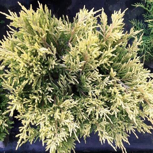 Juniperus horizontalis Lime Glow
