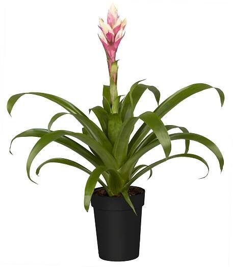 Guzmánie "Candy" průměr květináče cca 12 cm