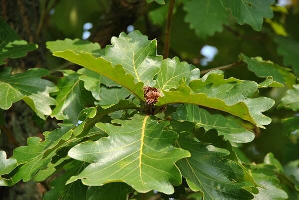 Quercus dentata