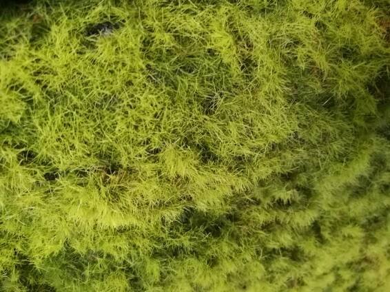 Umělý mech Sphagnum, 100 x 100cm