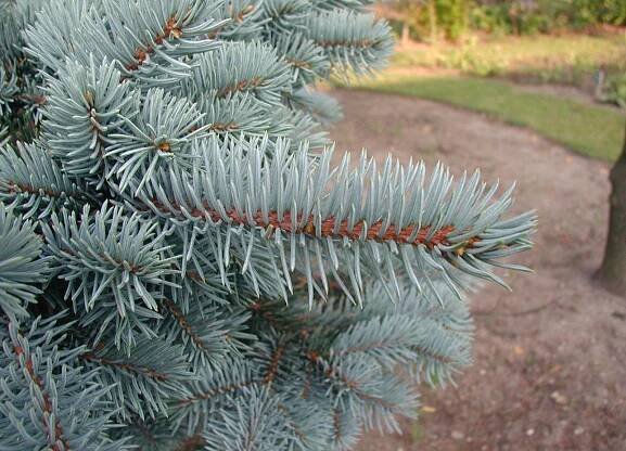 Picea pungens - Wikimedia Commons