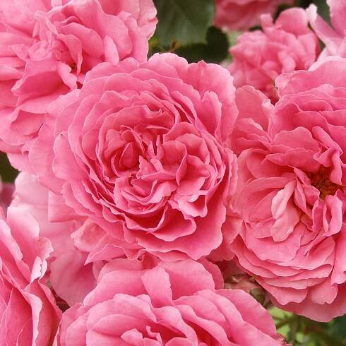 Kletterrose ‘Rosarium Uetersen’