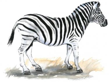 Zebra Burchellova : Safari Park Dvůr Králové