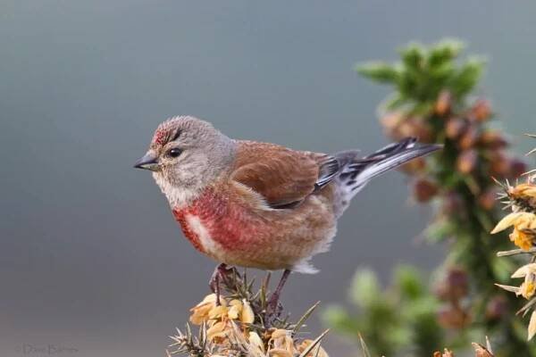 Konopka obecná (Carduelis cannabina)