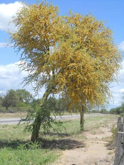 Dalbergieae