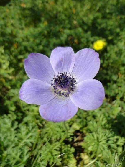 Atlas - fotogalerie: anemone coronaria; 1