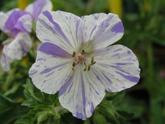 Geranium pratense Splish Splash