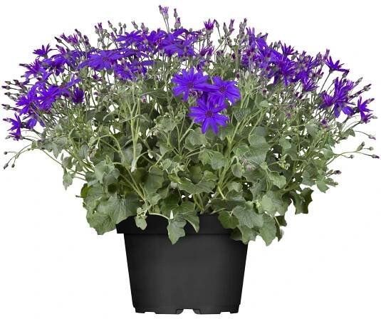 Royal Lemkes Starček krvavý (Senecio cruentus) "Senetti Deep Blue" cca pr. 15 cm nakoupit u OBI