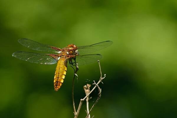MacroPhoto - Vážka ploská (Libellula depressa)