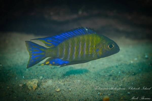 Aulonocara ethelwynnae | Malawi-cichlidy.cz.
