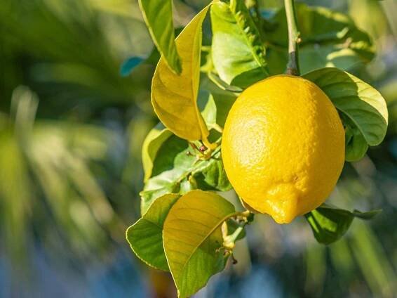Fertilizing Lemons: Learn About Fertilizer For A Lemon Tree