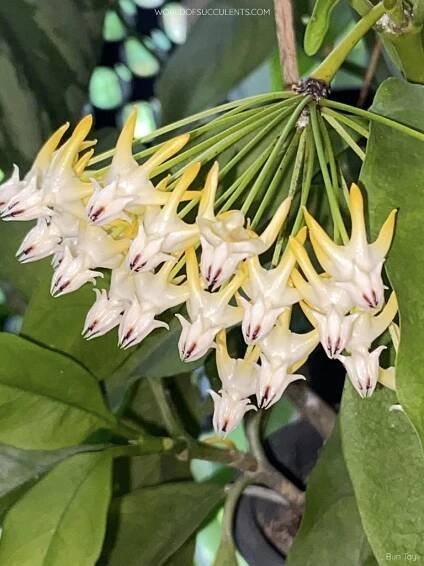 Flower of Hoya multiflora, commonly known as Shooting Star Hoya
