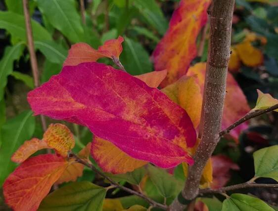 Parrotia persica 'Burgundy'