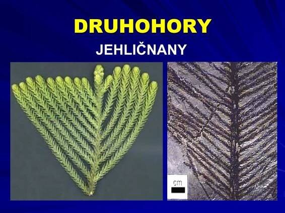 PPT - DRUHOHORY PowerPoint Presentation, free download - ID:3746584