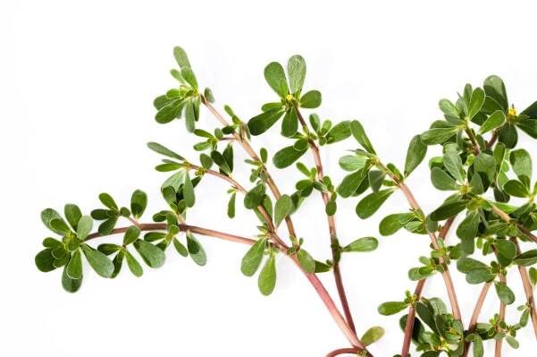 A purslane plant