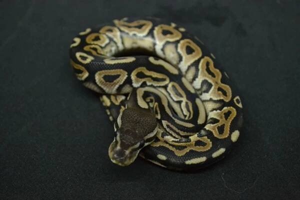 Lesser Pewter