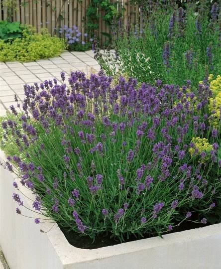 Lavandula angustifolia ´Munstead´ , Levandule úzkolistá, K9