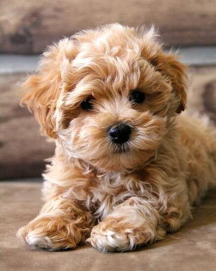 Gallery - Maltipoo Puppies n More