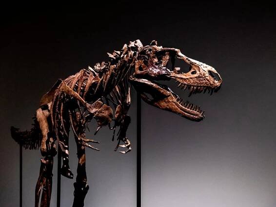 A Gorgosaurus dinosaur skeleton, the first to be offered at auction, is displayed at Sotheby's New York, Tuesday, July 5, 2022, in New York.