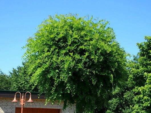 Trnovník ROBINIA UMBRACULIFERA