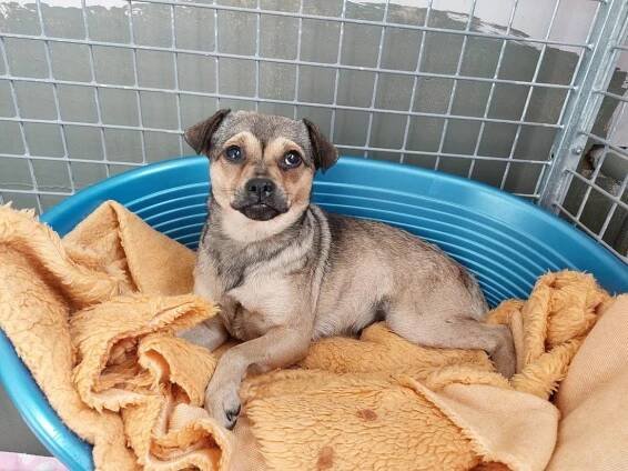 Psi k adopci z útulků, azylů a neziskových organizací