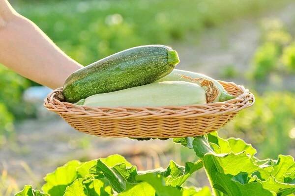 Na srazu zahrádkářů jsme se dozvěděli, jak pěstovat ty největší cukety. Každá má 50 centimetrů, přitom stačilo používat domácí hnojivo