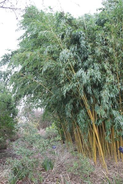 Plant of the week-Phyllostachys aureosulcata f. spectabilis – Thomas Stone MCI Hort MPGCA