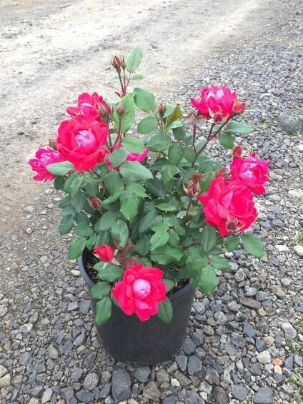 Containers – Ryan Creek Nursery
