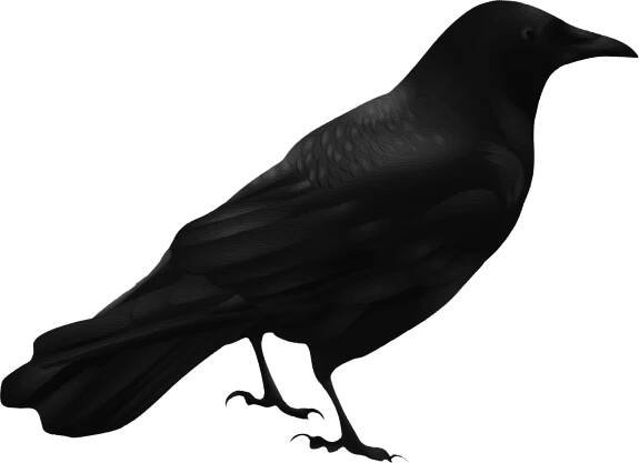Crow