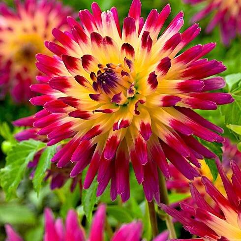 Kaktus Dahlie 'Tahiti Sunrise' (x3) - Bakker