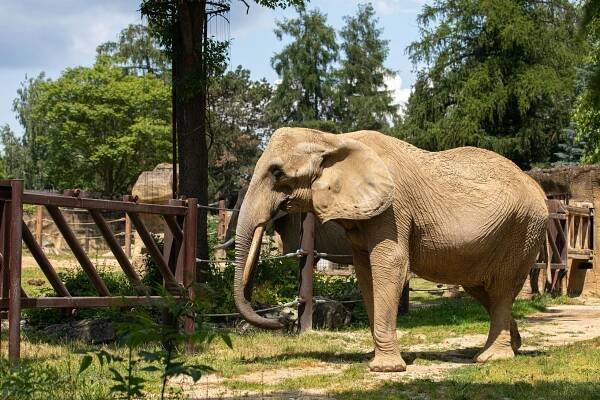 Foto: Zoo Dvůr Králové otevřela nejdražší pavilon. Láká na tučňáky i hyeny
