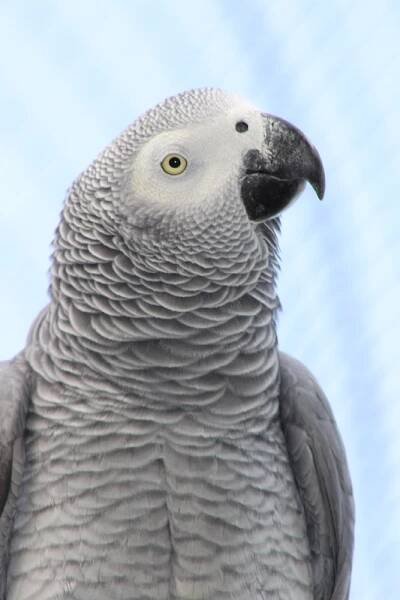 Cenerino - Psittacus erithacus