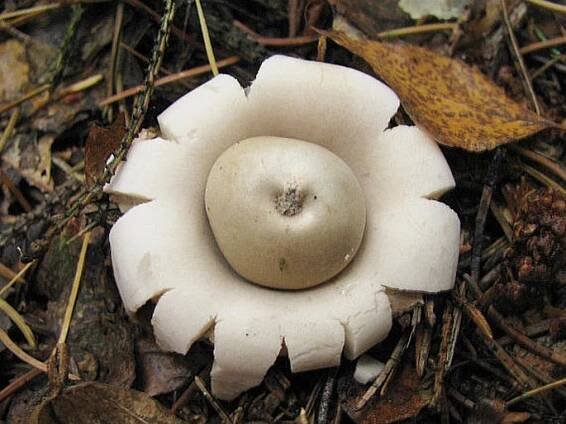 GEASTRUM FIMBRIATUM Fr. – hvězdovka brvitá / hviezdovka strapkatá