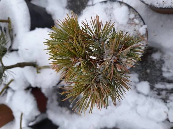 Prodej stromků Jihlava > Jehličnany mateční rostliny > Pinus-Borovice > Pinus Koraiensis "K.G." (Gees Broom)