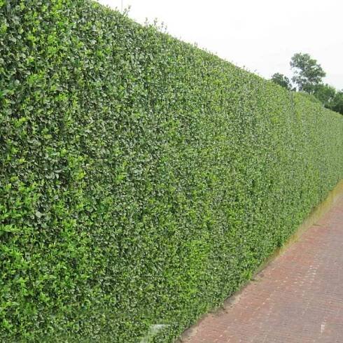 Ptačí zob vejčitolistý 30-40 cm, kont. 1 l | Lumigreen.cz