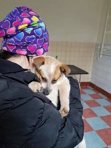 Psi k adopci z útulků, azylů a neziskových organizací
