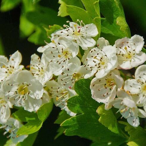 Crataegus