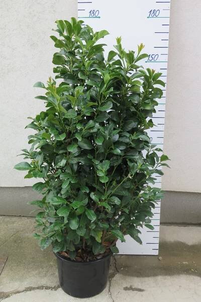 PRUNUS LAUROCERASUS " ETNA " 180 CM